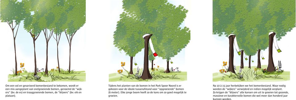 Tijdens het planten van de bomen in het Park Spoor Noord is er gekozen voor de ideale tussenafstand voor opgroeiende bomen (6 meter).