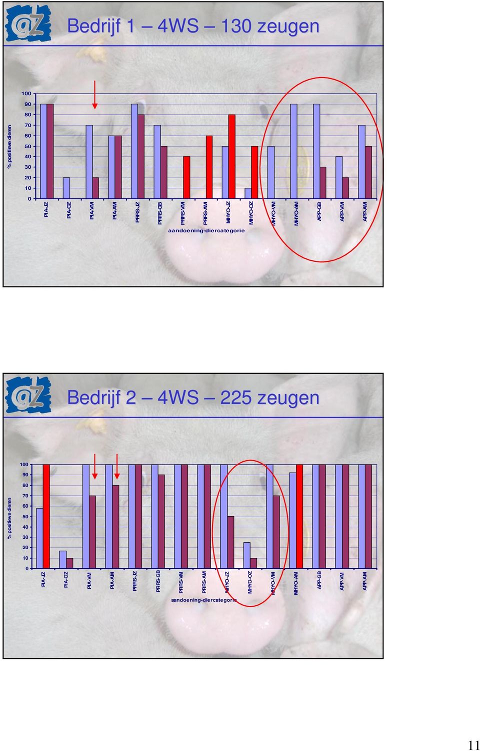 Bedrijf 2 4WS 225 zeugen 0 90 80 % positieve dieren 70 50 40 30 0 PIA-JZ PIA-OZ PIA-VM PIA-AM PRRS-JZ 