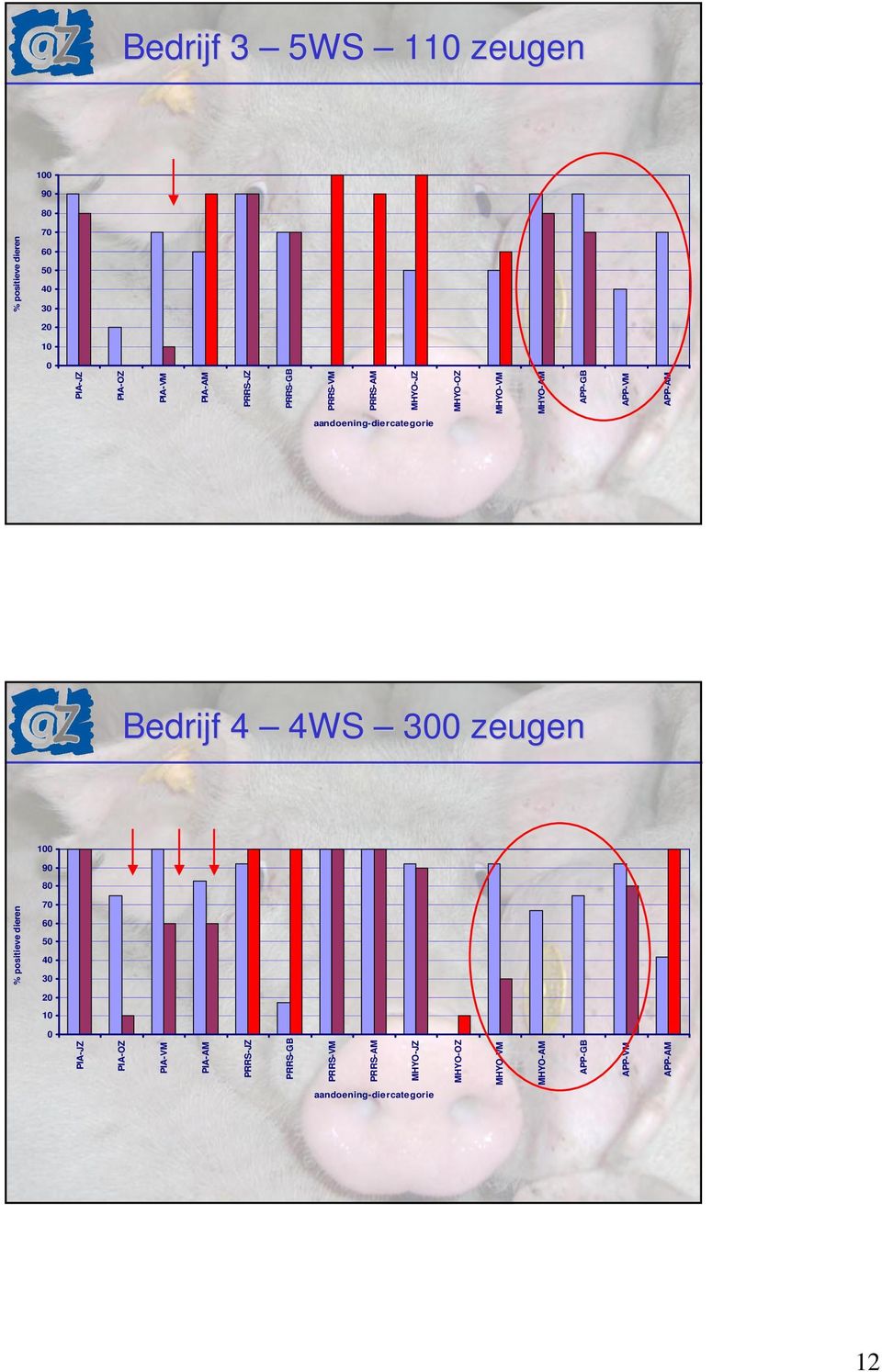 Bedrijf 4 4WS 300 zeugen 0 90 80 % positieve dieren 70 50 40 30 0 PIA-JZ PIA-OZ PIA-VM PIA-AM PRRS-JZ