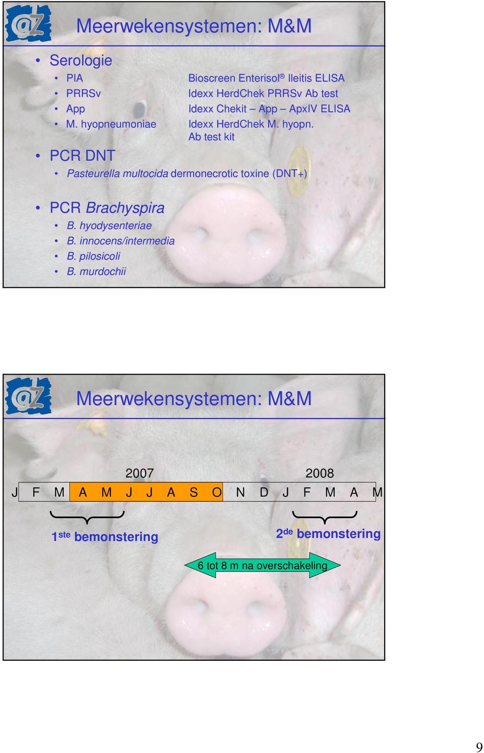 HerdChek M. hyopn. Ab test kit Pasteurella multocida dermonecrotic toxine (DNT+) PCR Brachyspira B. hyodysenteriae B.