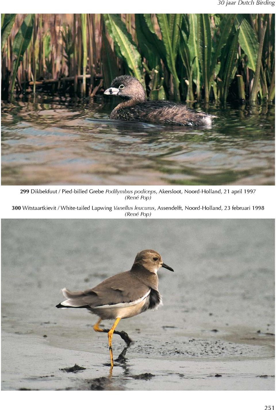 Witstaartkievit / White-tailed Lapwing Vanellus