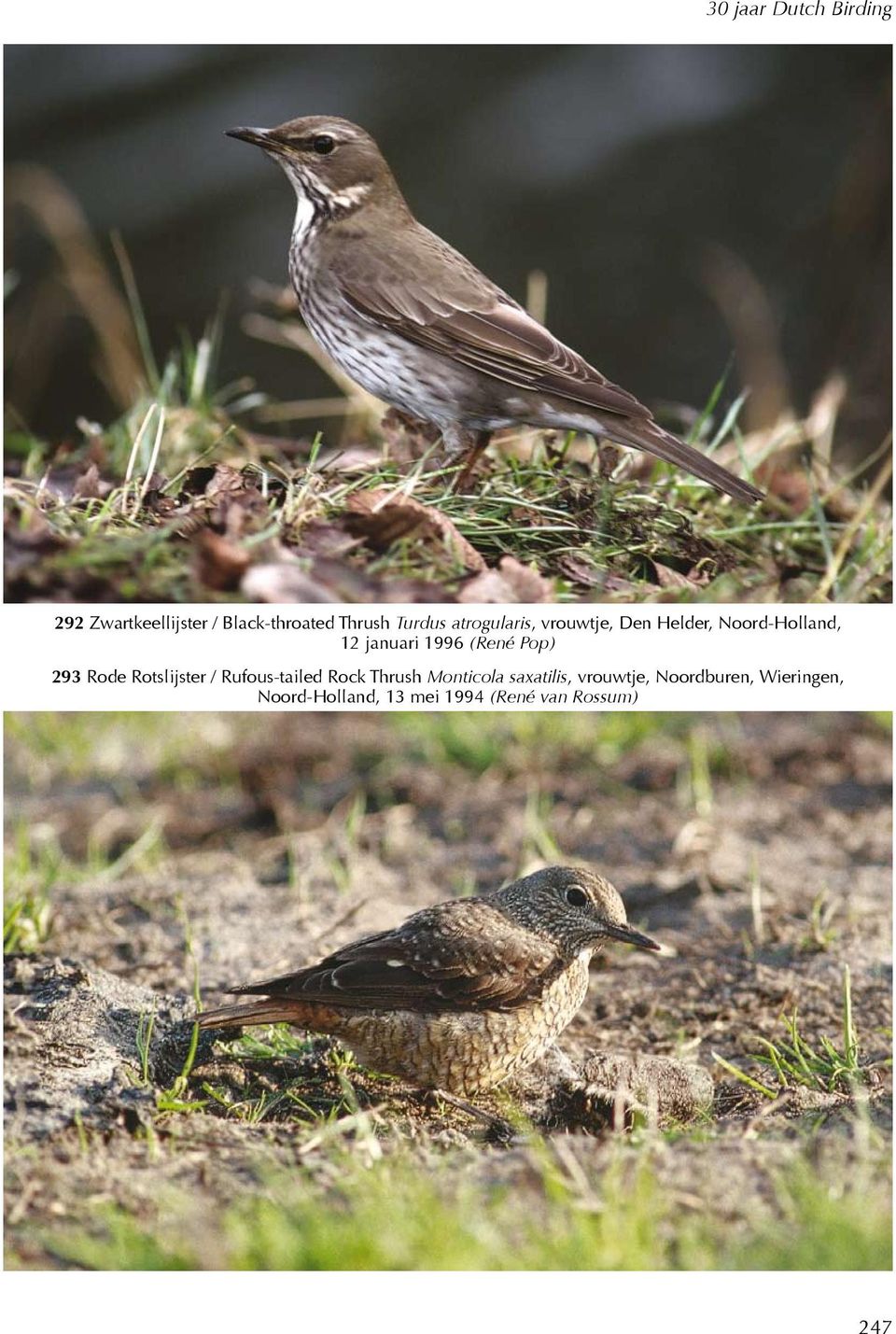 Rode Rotslijster / Rufous-tailed Rock Thrush Monticola saxatilis,