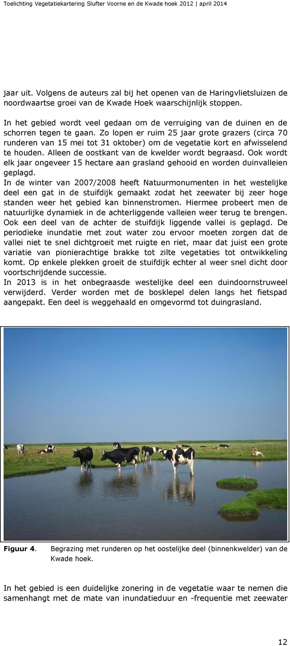 Zo lopen er ruim 25 jaar grote grazers (circa 70 runderen van 15 mei tot 31 oktober) om de vegetatie kort en afwisselend te houden. Alleen de oostkant van de kwelder wordt begraasd.