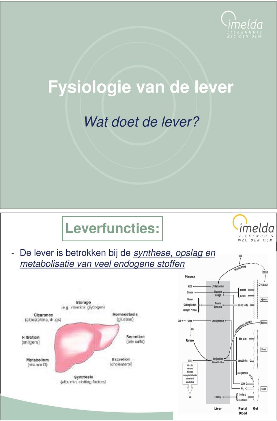 17 Leverfuncties: - De lever is