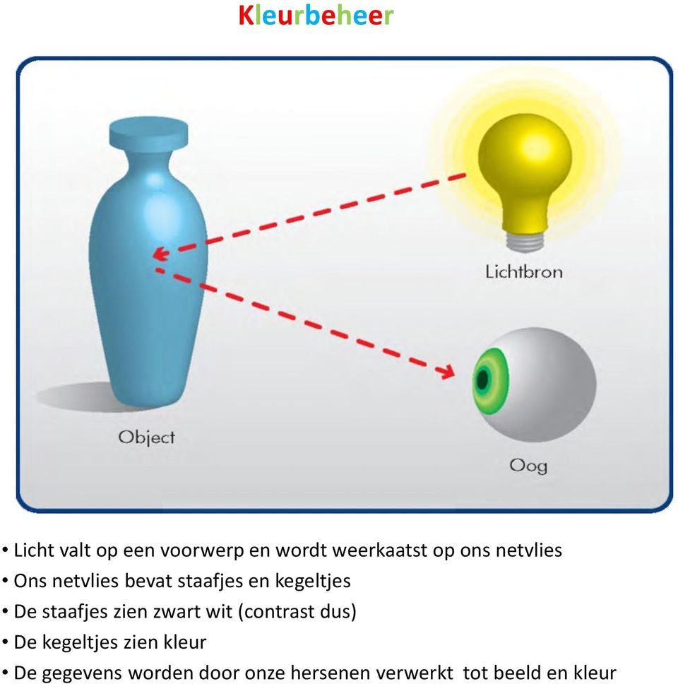 staafjes zien zwart wit (contrast dus) De kegeltjes zien