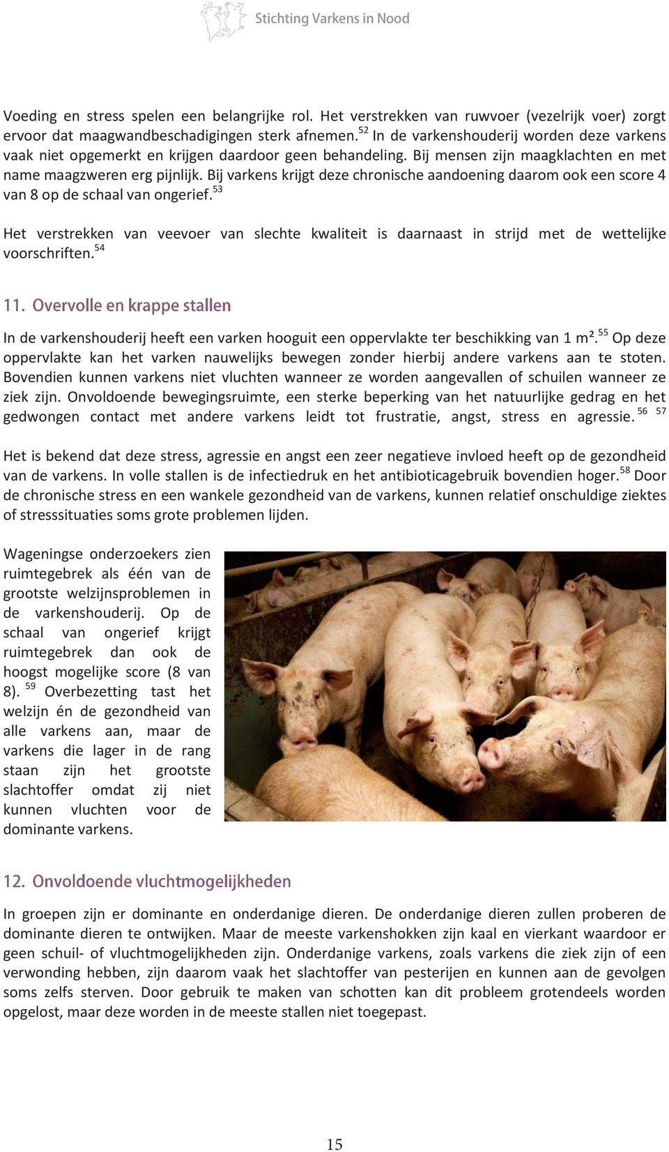Bij varkens krijgt deze chronische aandoening daarom ook een score 4 van 8 op de schaal van ongerief.