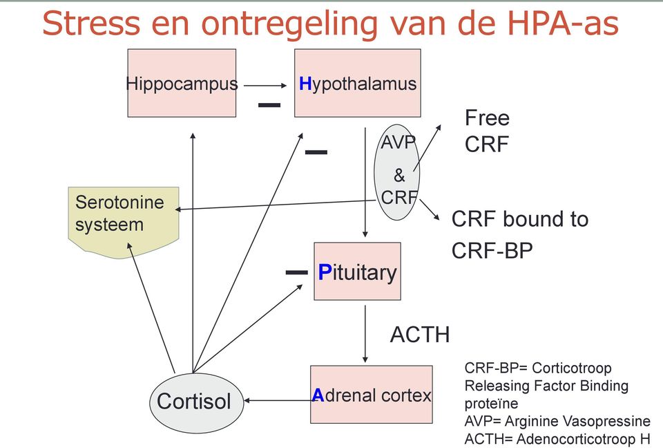 Cortisol Adrenal cortex CRF-BP= Corticotroop Releasing Factor