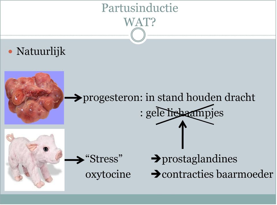 lichaampjes Stress oxytocine