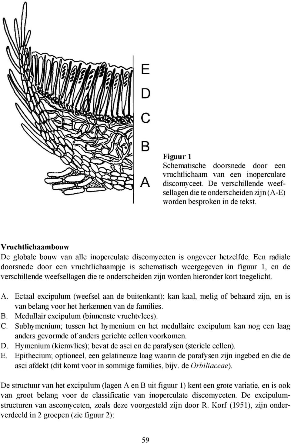 Een radiale doorsnede door een vruchtlichaampje is schematisch weergegeven in figuur 1, en de verschillende weefsellagen die te onderscheiden zijn worden hieronder kort toegelicht. A.