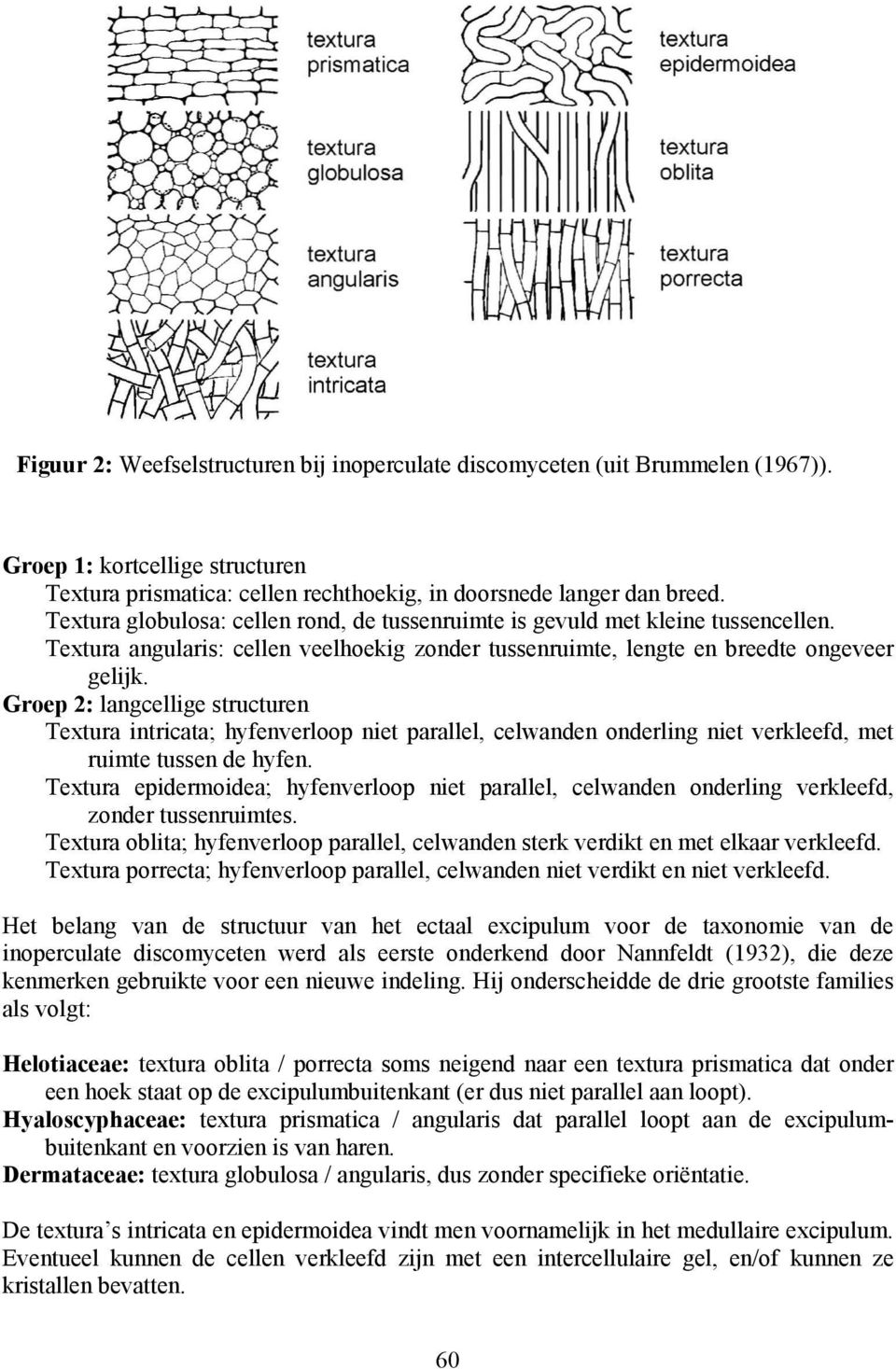 (1967)). Groep 1: kortcellige structuren Textura prismatica: cellen rechthoekig, in doorsnede langer dan breed. Textura globulosa: cellen rond, de tussenruimte is gevuld met kleine tussencellen.