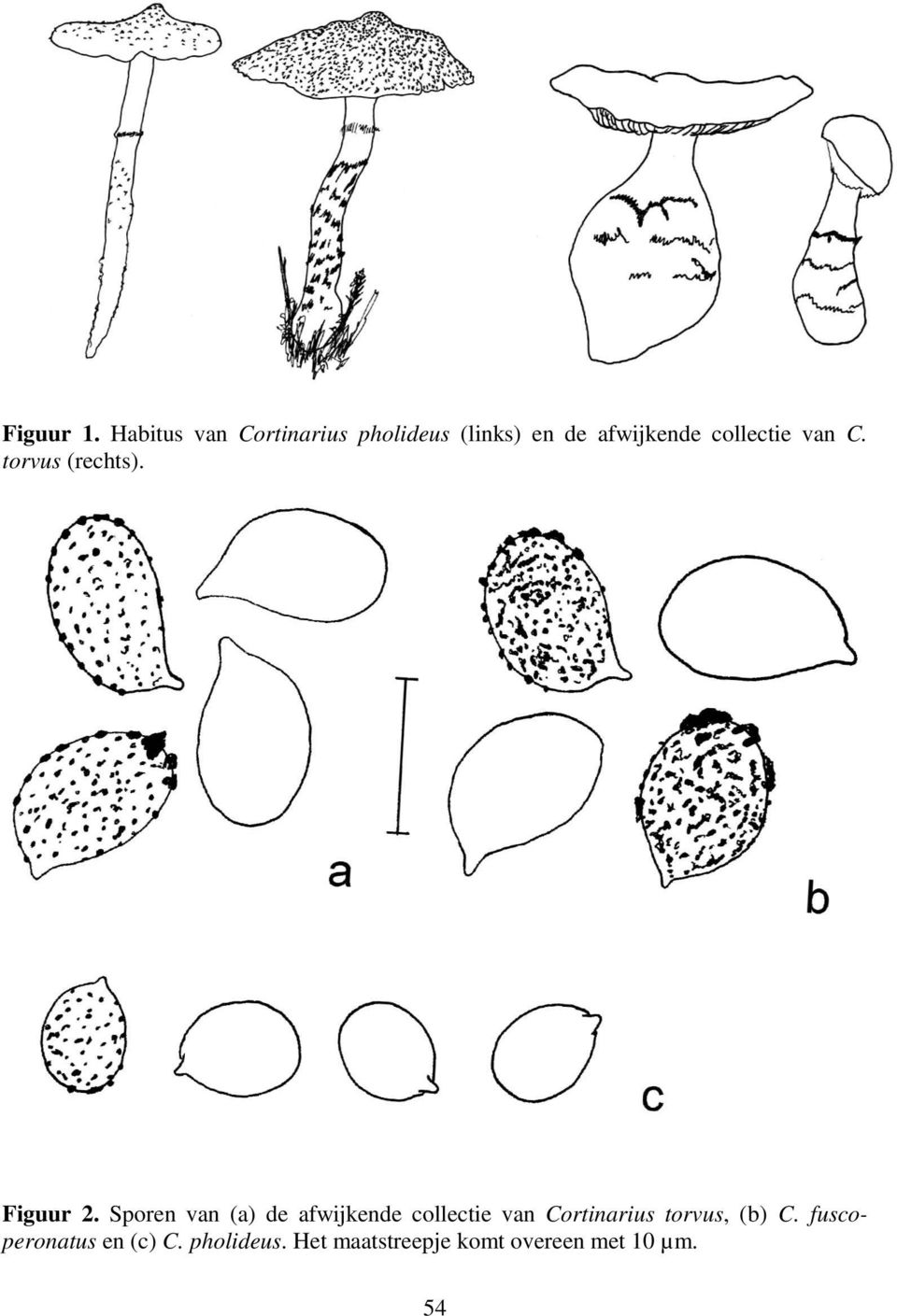 collectie van C. torvus (rechts). b 000 c Figuur 2.