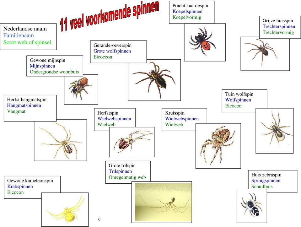 hangmatspin Hangmatspinnen Vangmat Herfstspin Wielwebspinnen Wielweb Kruisspin Wielwebspinnen Wielweb Tuin wolfspin