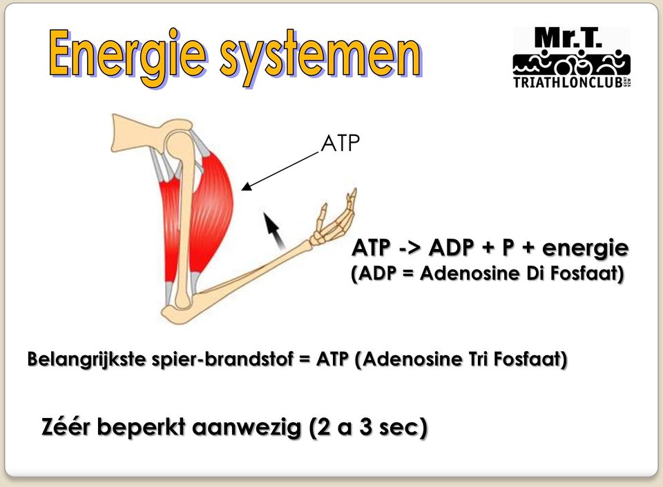 spier-brandstof = ATP (Adenosine Tri