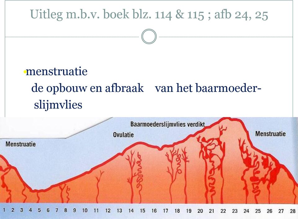 menstruatie de opbouw en