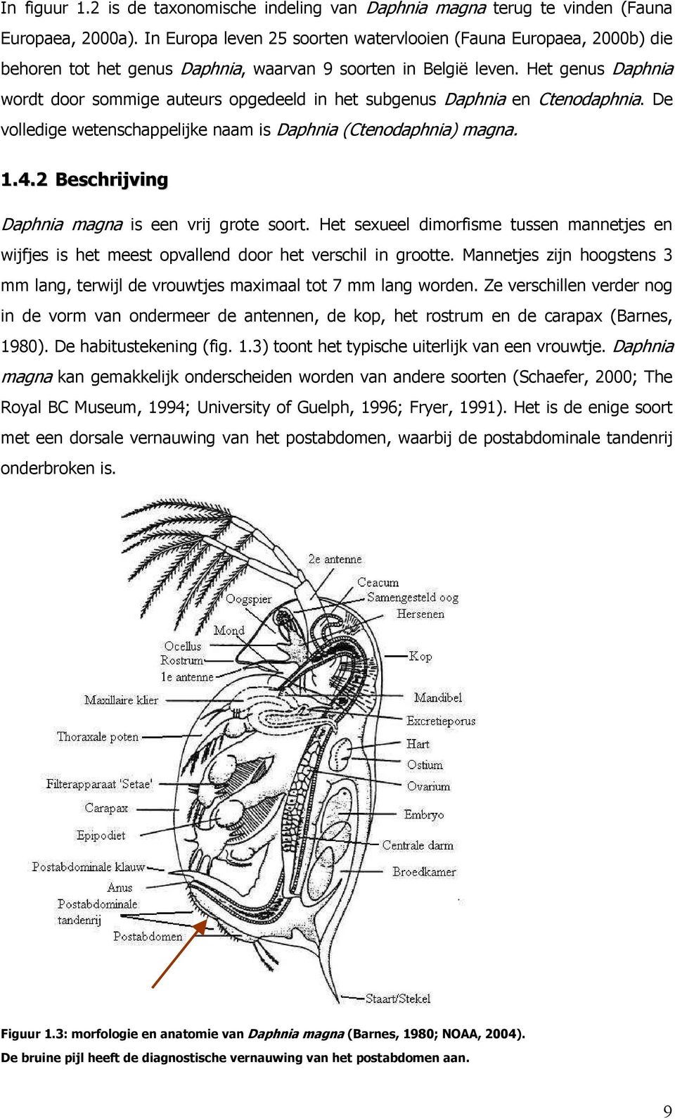 Het genus Daphnia wordt door sommige auteurs opgedeeld in het subgenus Daphnia en Ctenodaphnia. De volledige wetenschappelijke naam is Daphnia (Ctenodaphnia) magna. 1.4.