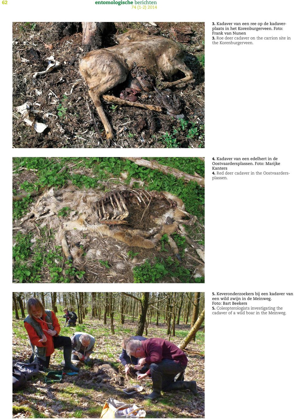 Foto: Marijke Kanters 4. Red deer cadaver in the Oostvaardersplassen. 5.