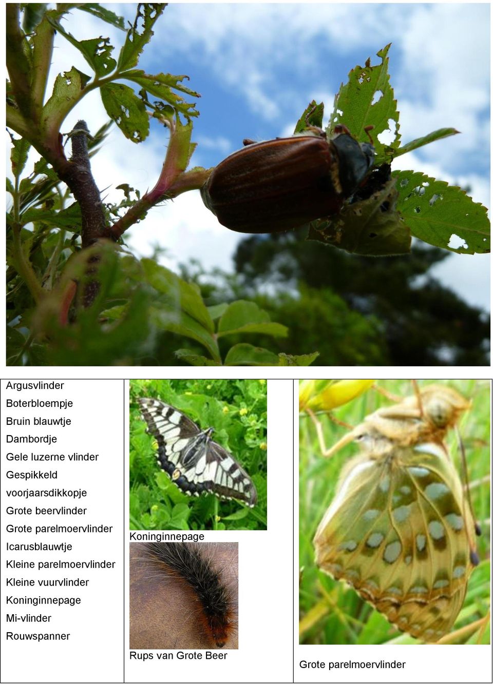 Icarusblauwtje Kleine parelmoervlinder Kleine vuurvlinder Koninginnepage