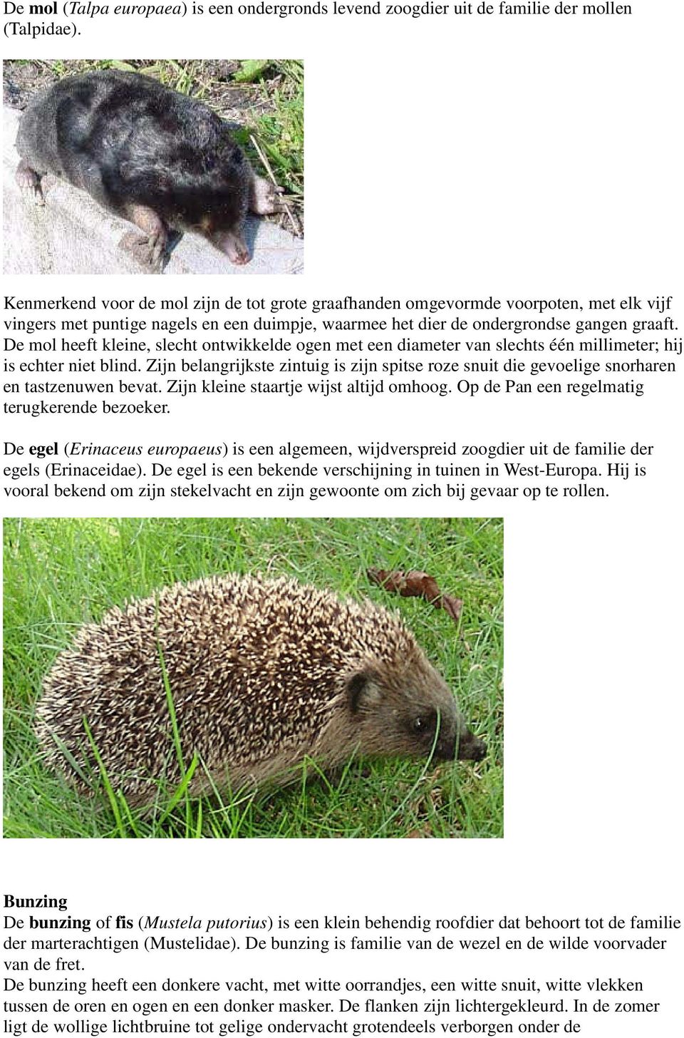 De mol heeft kleine, slecht ontwikkelde ogen met een diameter van slechts één millimeter; hij is echter niet blind.