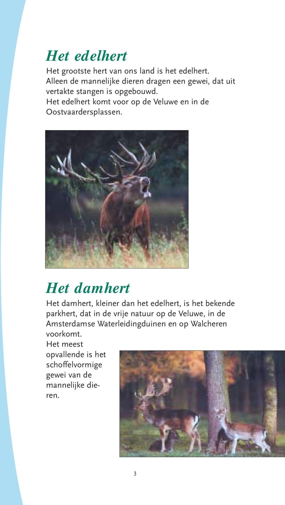 Het edelhert komt voor op de Veluwe en in de Oostvaardersplassen.