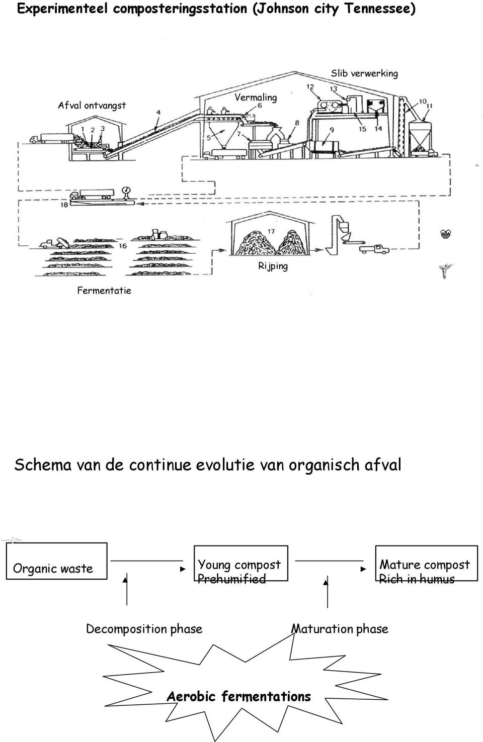 evolutie van organisch afval Organic waste Young compost Prehumified Mature