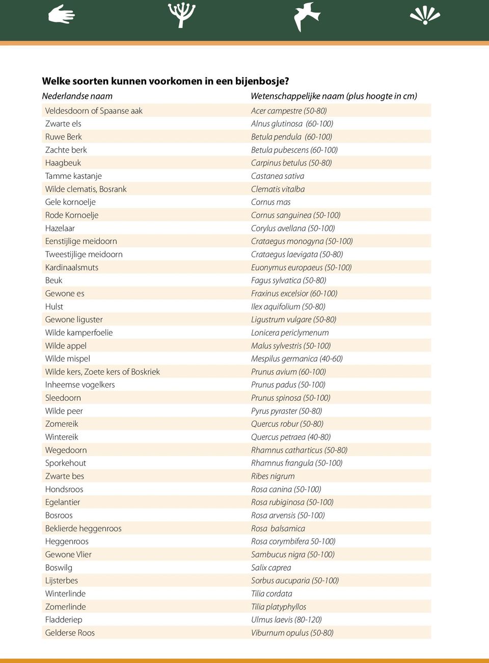 pubescens (60-100) Haagbeuk Carpinus betulus (50-80) Tamme kastanje Castanea sativa Wilde clematis, Bosrank Clematis vitalba Gele kornoelje Cornus mas Rode Kornoelje Cornus sanguinea (50-100)