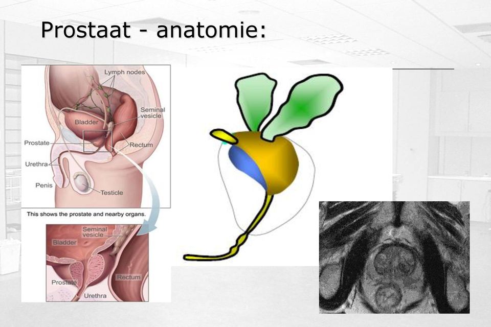 anatomie: