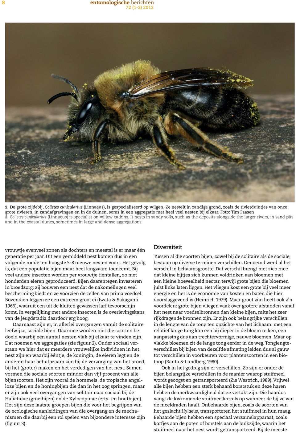 Colletes cunicularius (Linnaeus) is specialist on willow catkins.