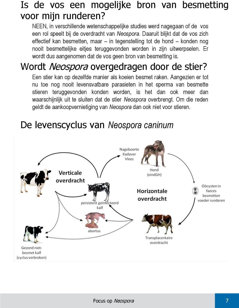 Er wordt dus aangenomen dat de vos geen bron van besmetting is. Wordt Neospora overgedragen door de stier? Een stier kan op dezelfde manier als koeien besmet raken.