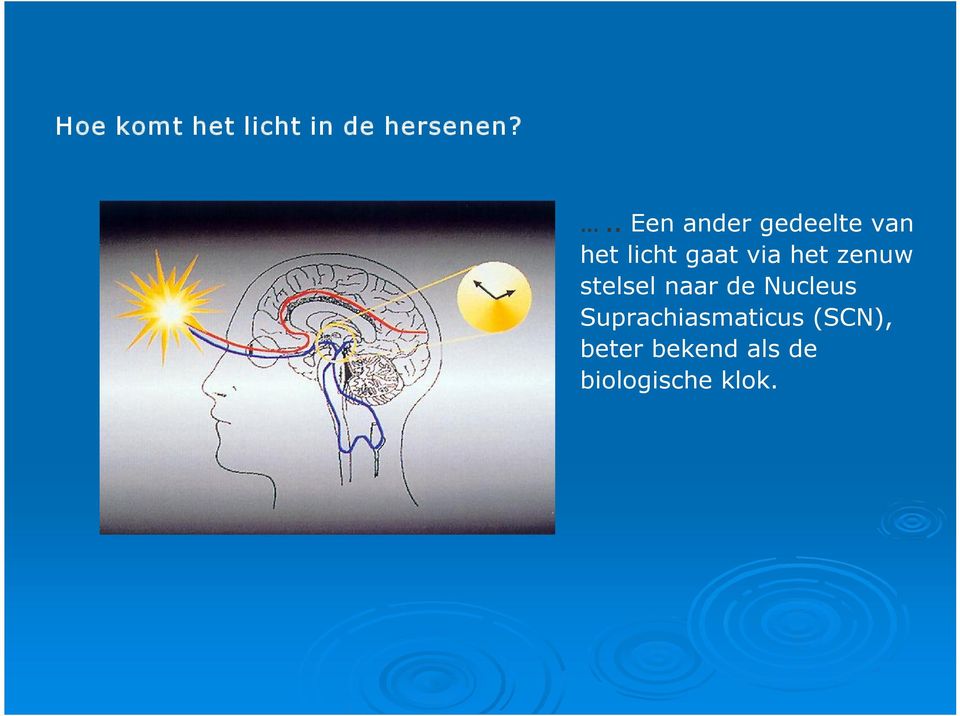 via het zenuw stelsel naar de Nucleus