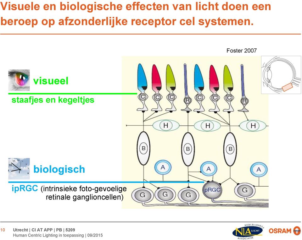 Foster 2007 visueel staafjes en kegeltjes biologisch