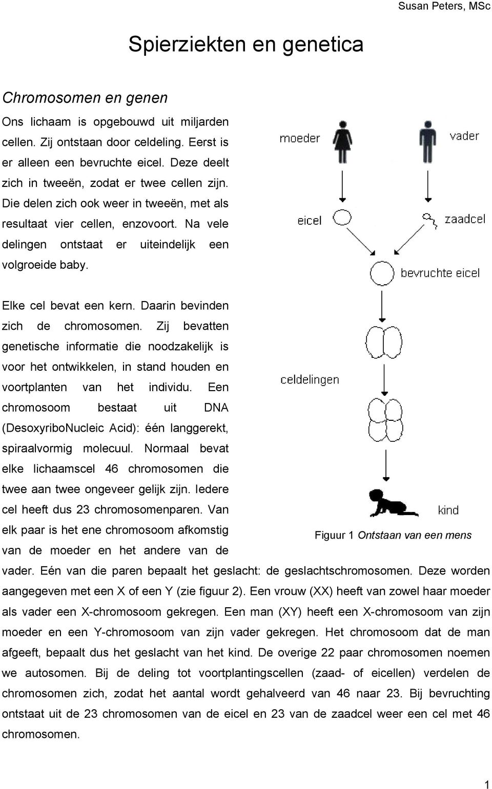 Elke cel bevat een kern. Daarin bevinden zich de chromosomen. Zij bevatten genetische informatie die noodzakelijk is voor het ontwikkelen, in stand houden en voortplanten van het individu.