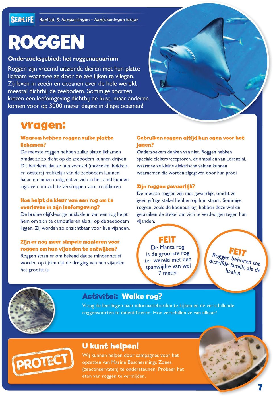 Sommige soorten kiezen een leefomgeving dichtbij de kust, maar anderen komen voor op 3000 meter diepte in diepe oceanen! vragen: Waarom hebben roggen zulke platte lichamen?