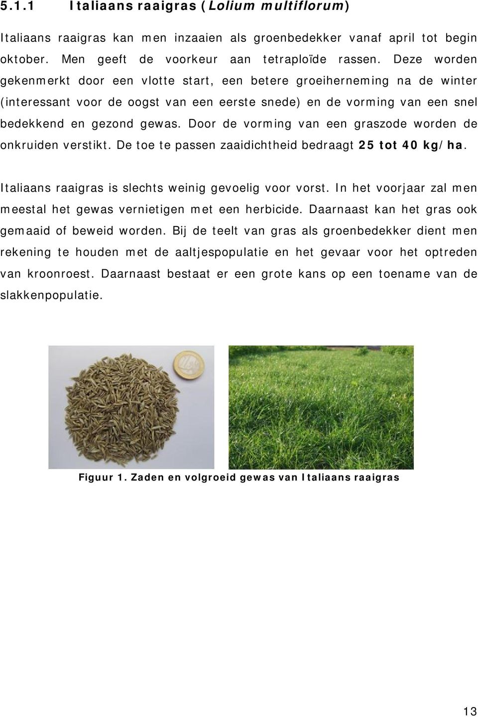 Door de vorming van een graszode worden de onkruiden verstikt. De toe te passen zaaidichtheid bedraagt 25 tot 40 kg/ha. Italiaans raaigras is slechts weinig gevoelig voor vorst.