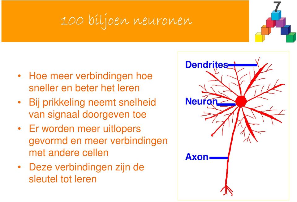 Er worden meer uitlopers gevormd en meer verbindingen met andere