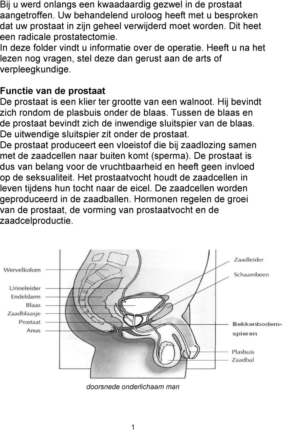 Functie van de prostaat De prostaat is een klier ter grootte van een walnoot. Hij bevindt zich rondom de plasbuis onder de blaas.