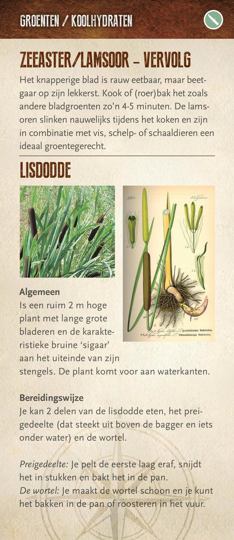 LISDODDE Algemeen Is een ruim 2 m hoge plant met lange grote bladeren en de karakteristieke bruine sigaar aan het uiteinde van zijn stengels. De plant komt voor aan waterkanten.