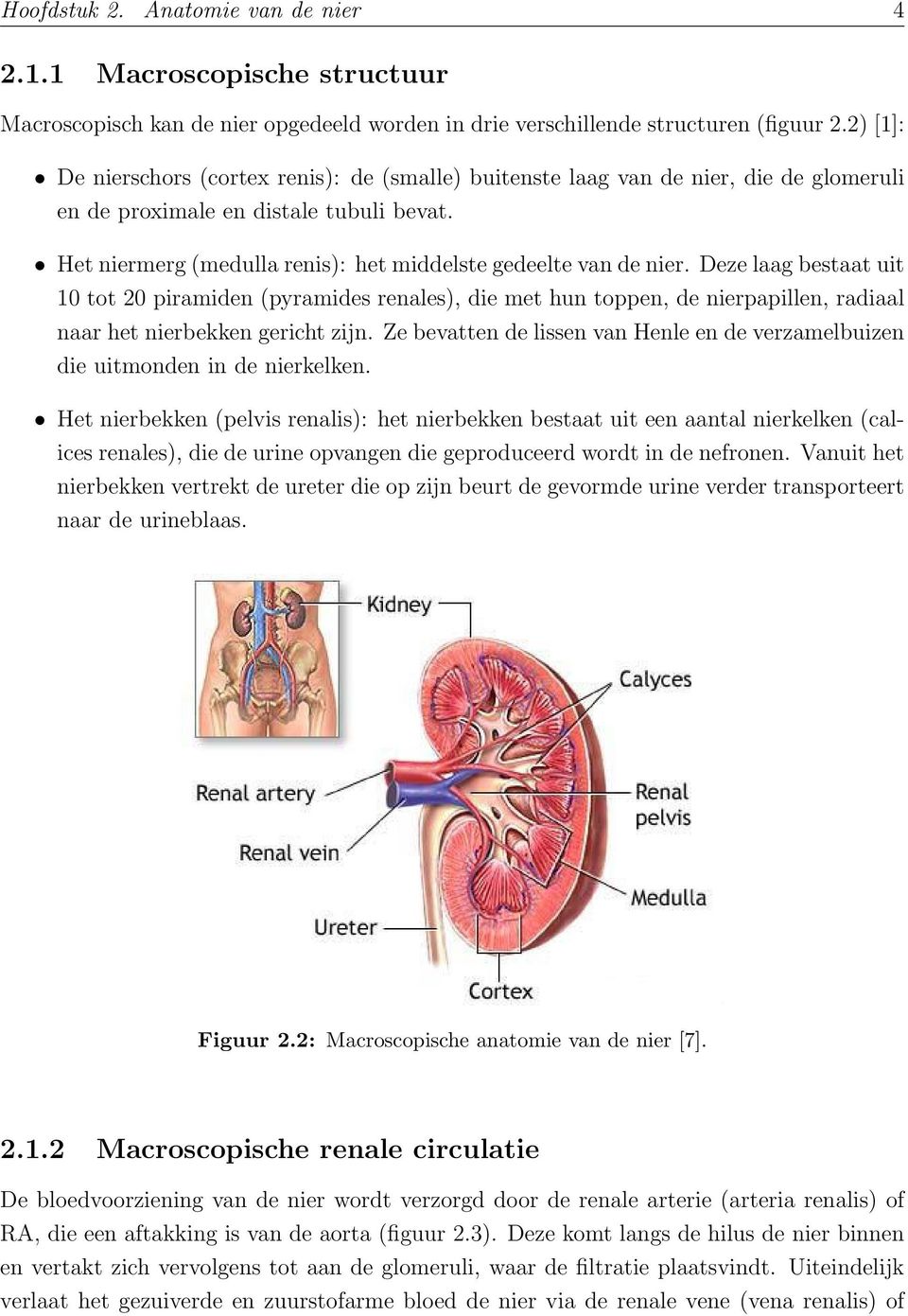 Het niermerg (medulla renis): het middelste gedeelte van de nier.