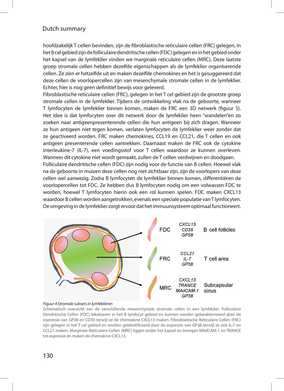 Ze zien er hetzelfde uit en maken dezelfde chemokines en het is gesuggereerd dat deze cellen de voorlopercellen zijn van mesenchymale stromale cellen in de lymfeklier.