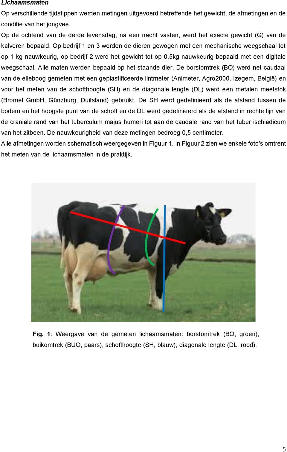 Op bedrijf 1 en 3 werden de dieren gewogen met een mechanische weegschaal tot op 1 kg nauwkeurig, op bedrijf 2 werd het gewicht tot op 0,5kg nauwkeurig bepaald met een digitale weegschaal.