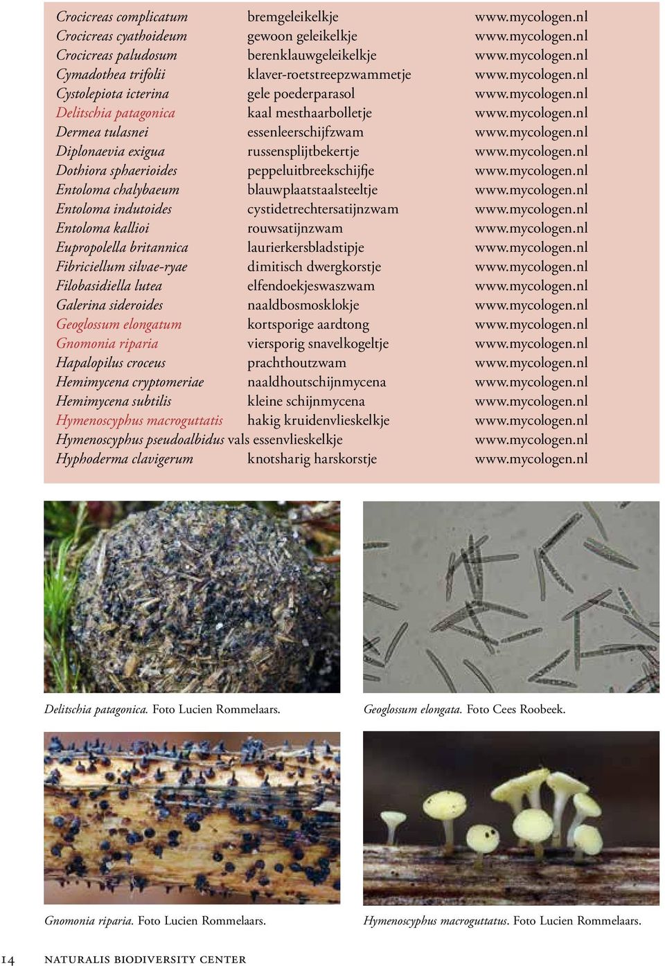 mycologen.nl Dothiora sphaerioides peppeluitbreekschijfje www.mycologen.nl Entoloma chalybaeum blauwplaatstaalsteeltje www.mycologen.nl Entoloma indutoides cystidetrechtersatijnzwam www.mycologen.nl Entoloma kallioi rouwsatijnzwam www.