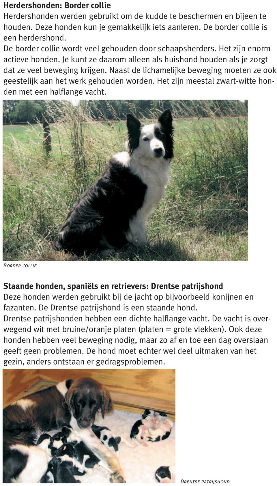 Naast de lichamelijke beweging moeten ze ook geestelijk aan het werk gehouden worden. Het zijn meestal zwart-witte honden met een halflange vacht.