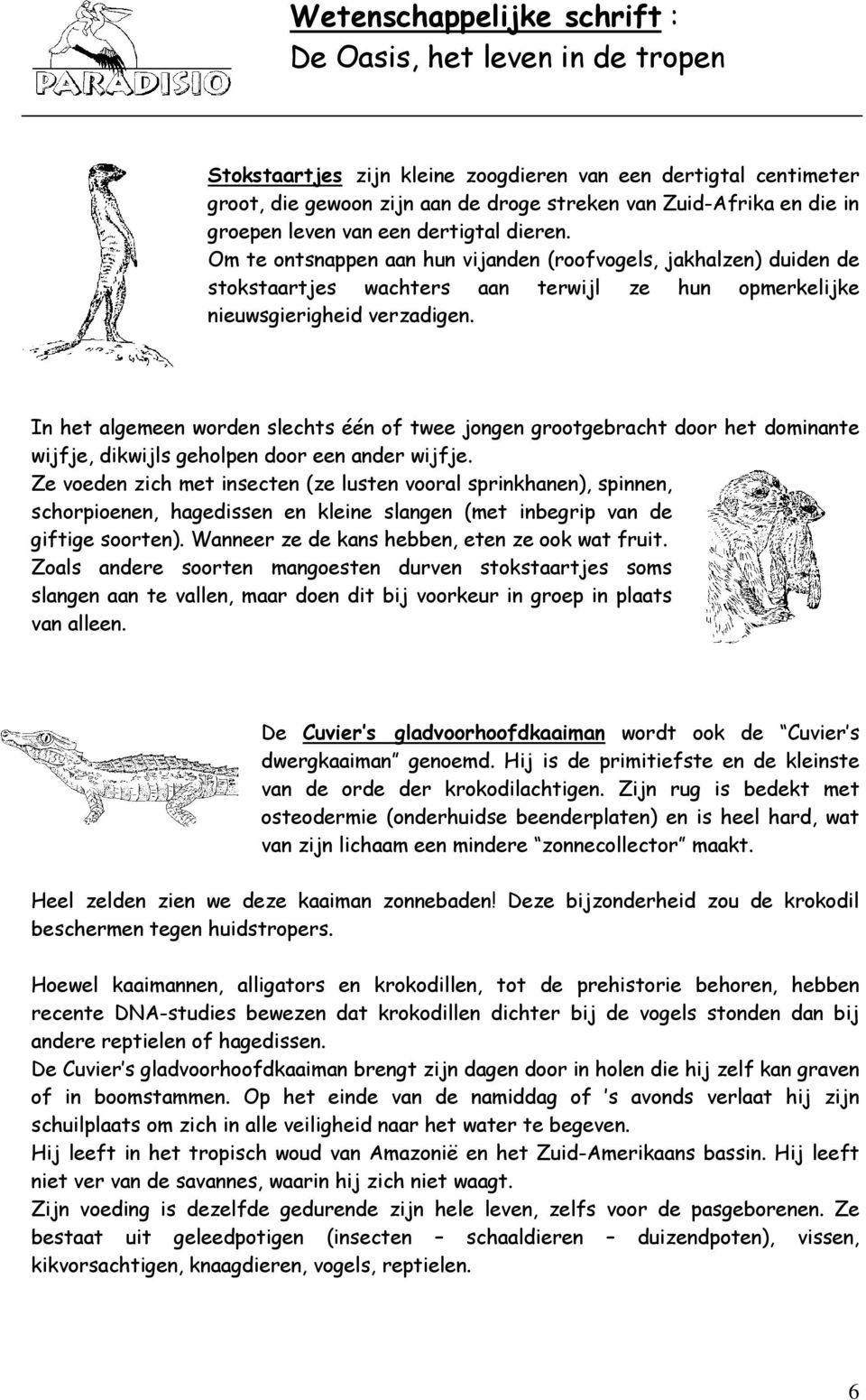 In het algemeen worden slechts één of twee jongen grootgebracht door het dominante wijfje, dikwijls geholpen door een ander wijfje.