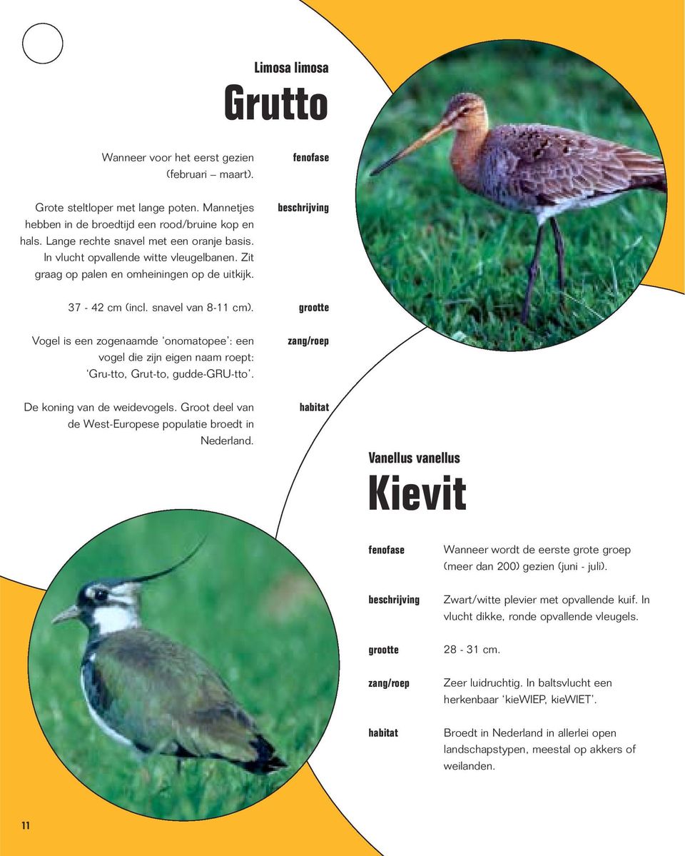 Vogel is een zogenaamde onomatopee : een vogel die zijn eigen naam roept: Gru-tto, Grut-to, gudde-gru-tto. De koning van de weidevogels. Groot deel van de West-Europese populatie broedt in Nederland.