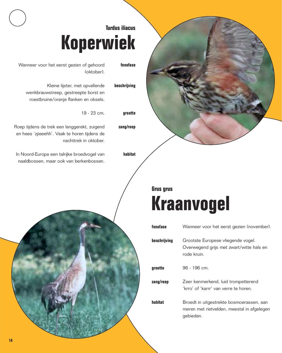 Vaak te horen tijdens de nachttrek in oktober. In Noord-Europa een talrijke broedvogel van naaldbossen, maar ook van berkenbossen.