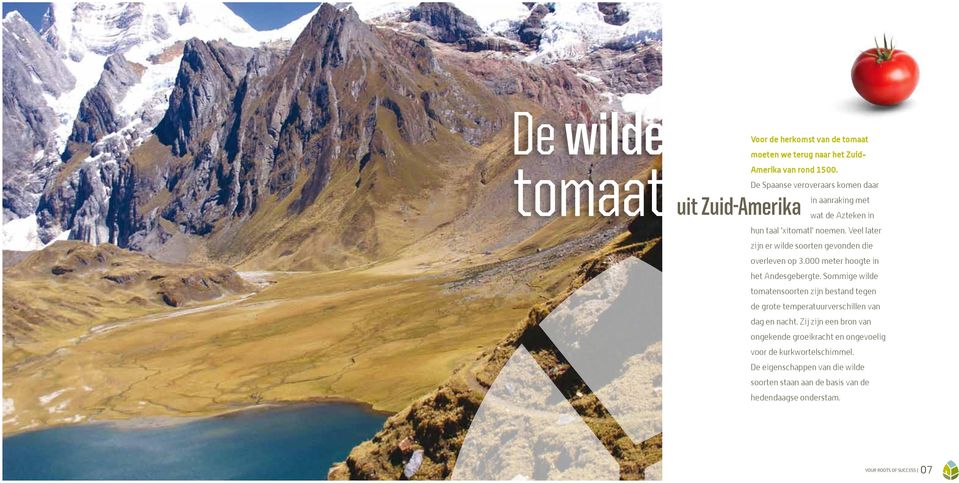 Veel later zijn er wilde soorten gevonden die overleven op 3.000 meter hoogte in het Andesgebergte.