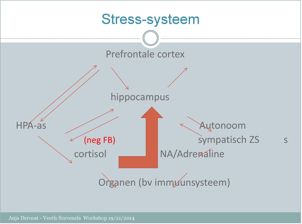 cortisol NA/Adrenaline Organen (bv