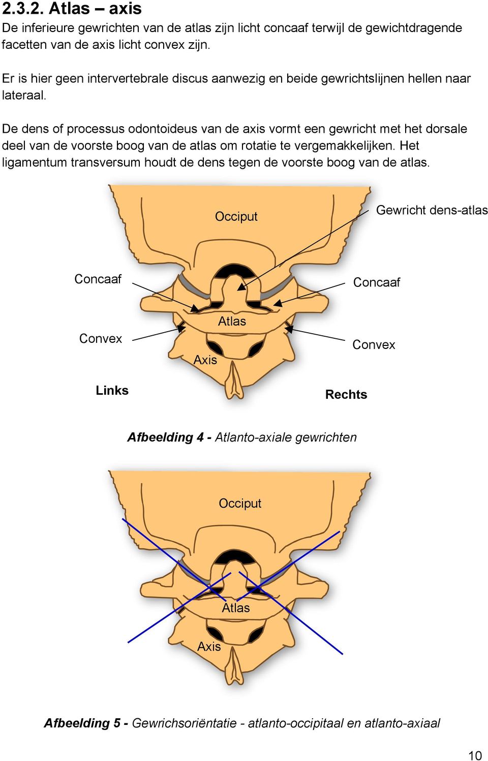 De dens of processus odontoideus van de axis vormt een gewricht met het dorsale deel van de voorste boog van de atlas om rotatie te vergemakkelijken.