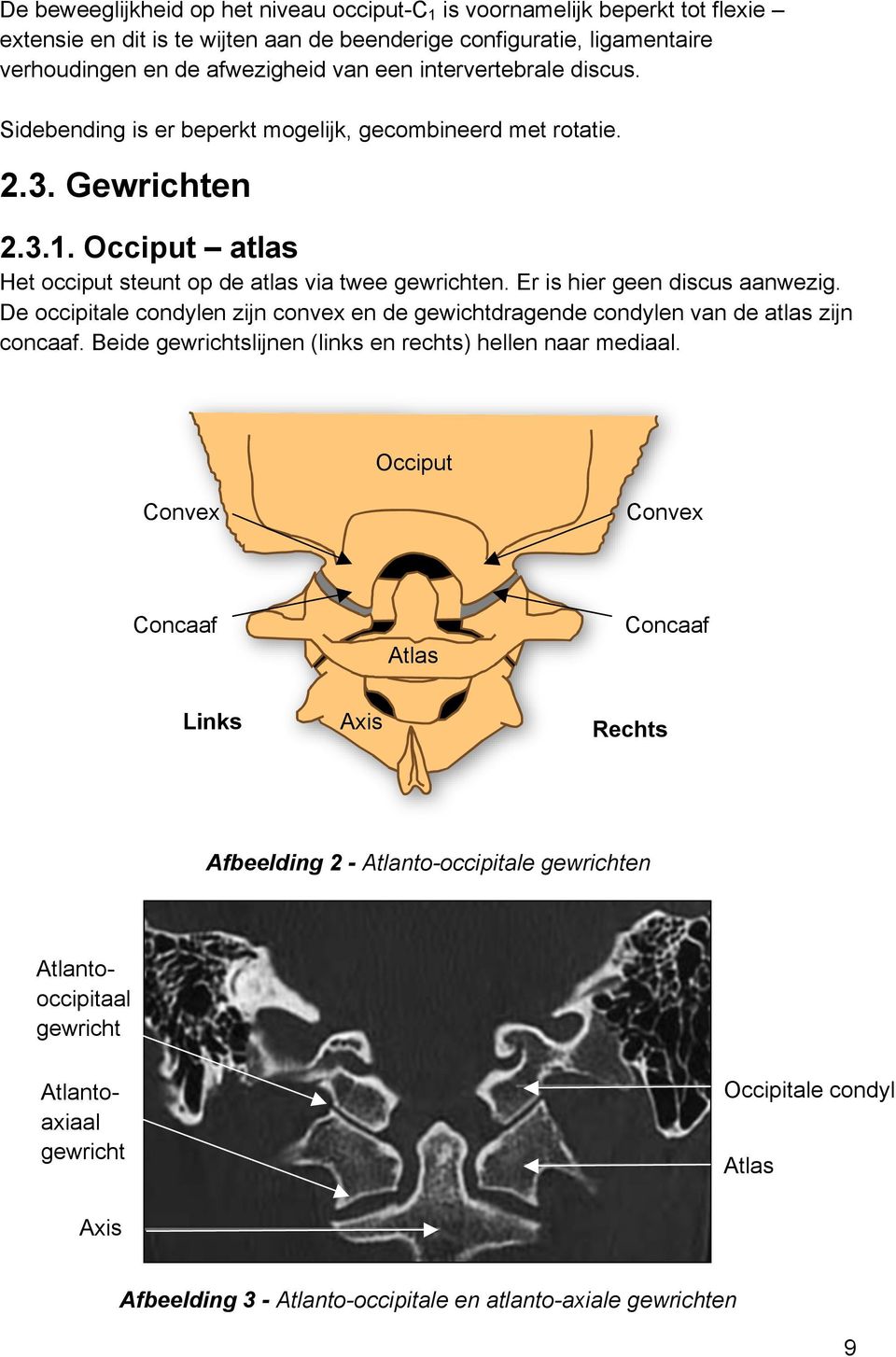 Er is hier geen discus aanwezig. De occipitale condylen zijn convex en de gewichtdragende condylen van de atlas zijn concaaf. Beide gewrichtslijnen (links en rechts) hellen naar mediaal.