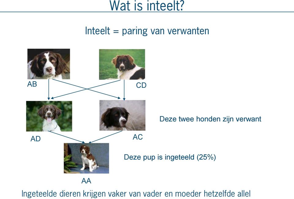 honden zijn verwant AD AC Deze pup is ingeteeld