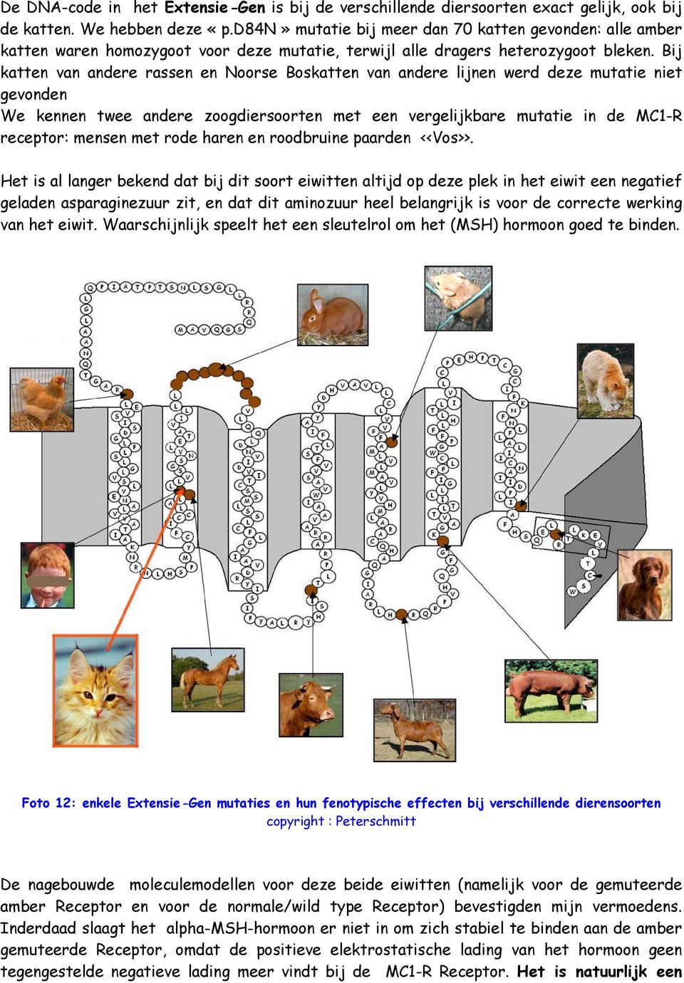 Bij katten van andere rassen en Noorse Boskatten van andere lijnen werd deze mutatie niet gevonden We kennen twee andere zoogdiersoorten met een vergelijkbare mutatie in de MC1-R receptor: mensen met